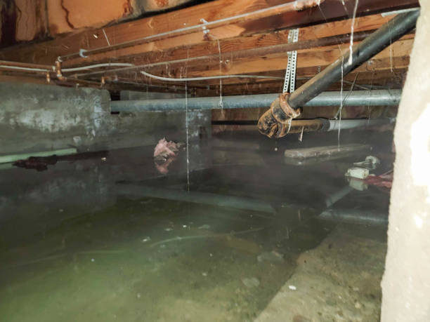 Carpet water damage restoration in St Elmo, IL