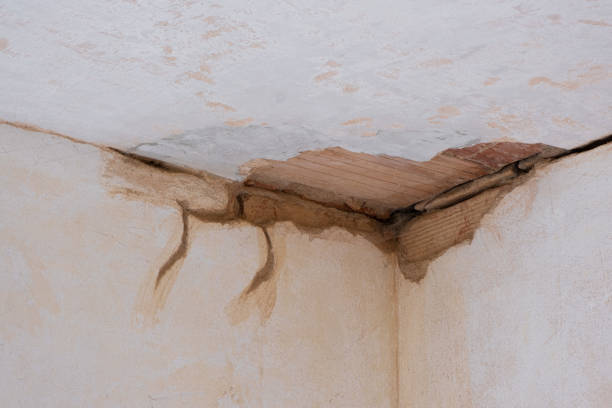 Best Water damage restoration near me  in St Elmo, IL