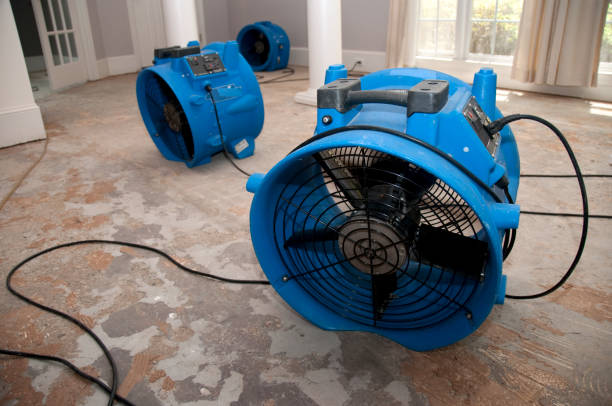Best Water damage restoration experts  in St Elmo, IL